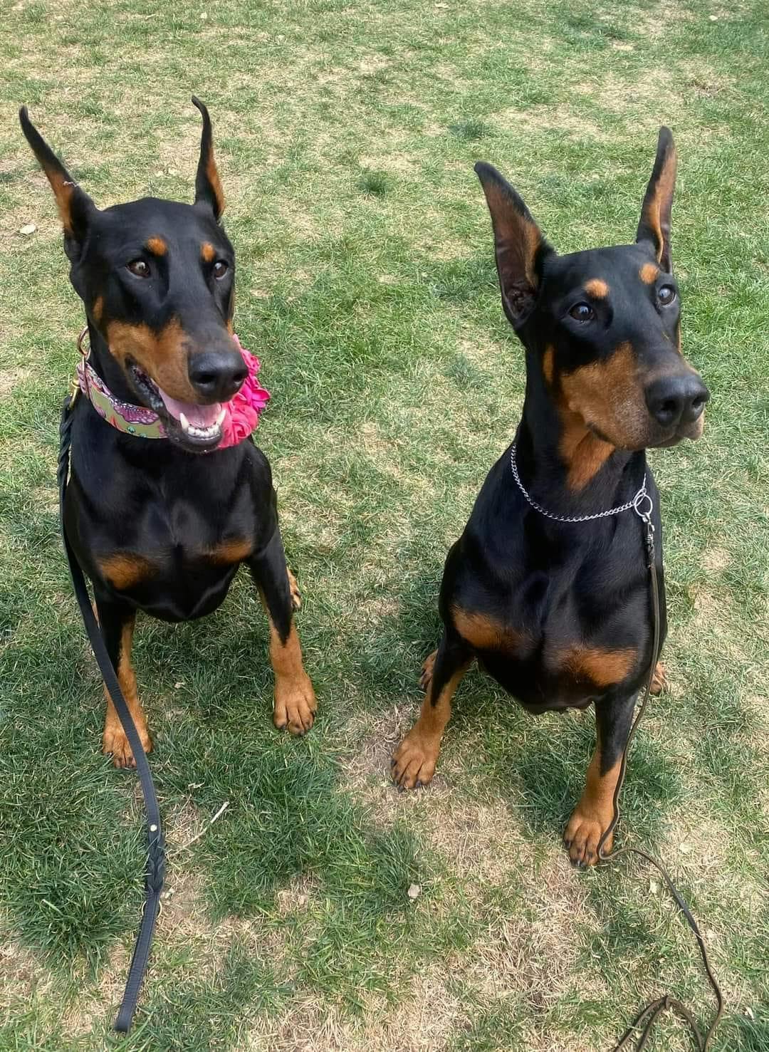 Olive and CC two Dobermans